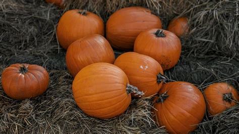 How extreme weather in the U.S. may have affected the pumpkins you picked this year for Halloween